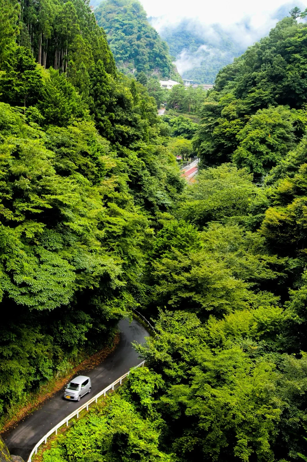 Lone car descending a Japanese mountain touge through dense cedar forest