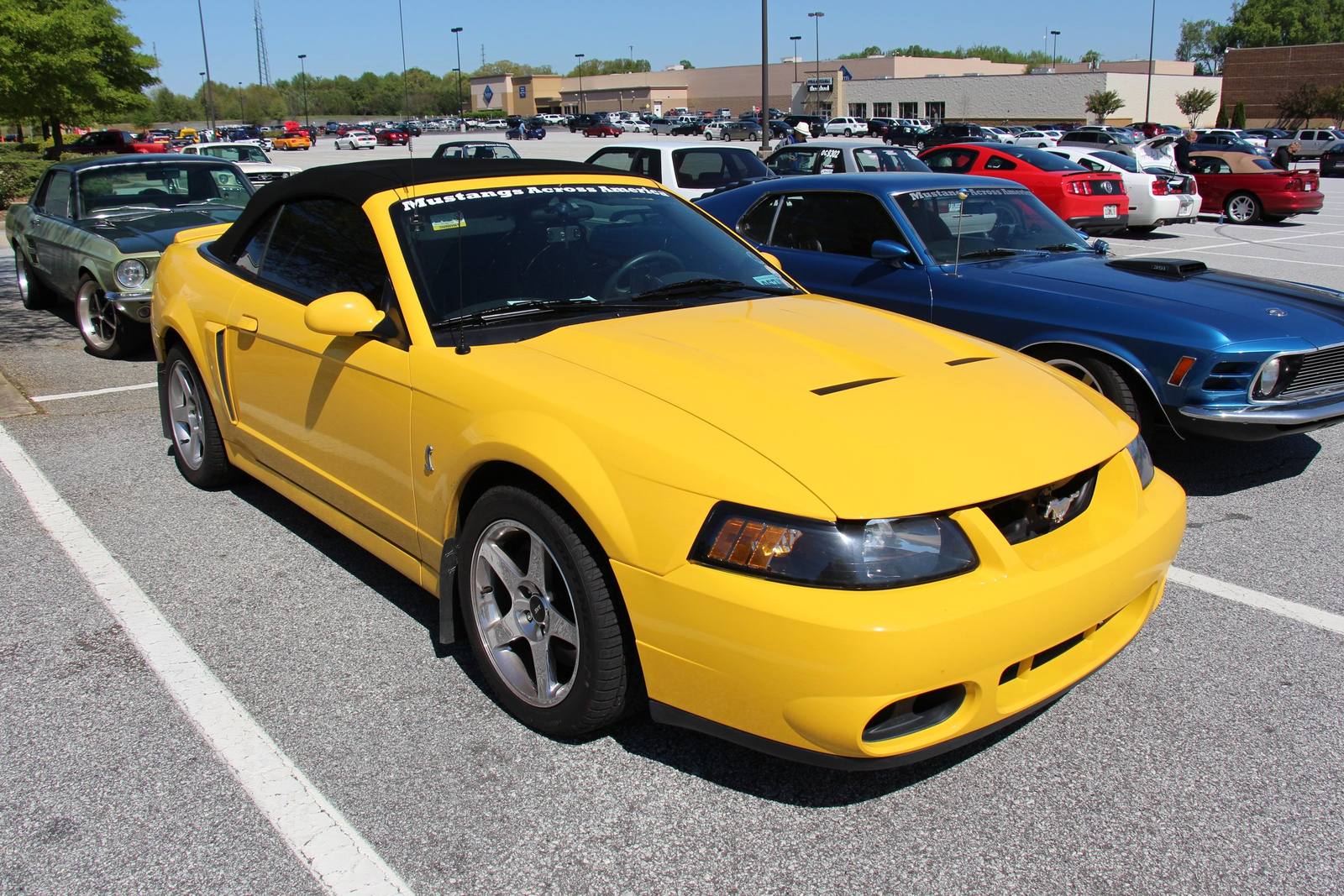 SVT Cobra (SN95)