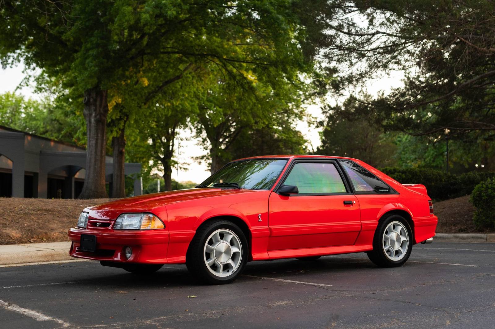 SVT Cobra (Fox)