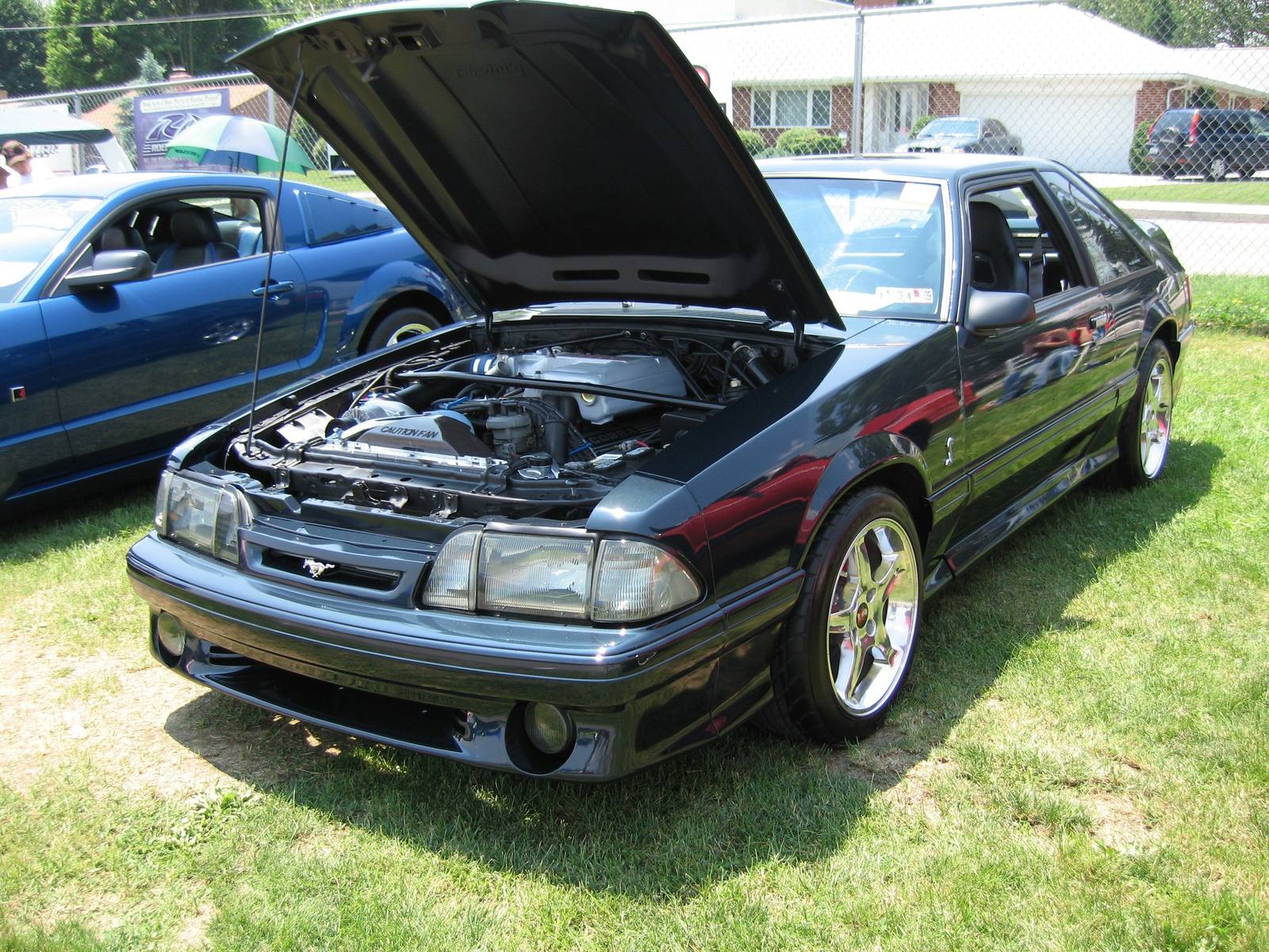 SVT Cobra (Fox)