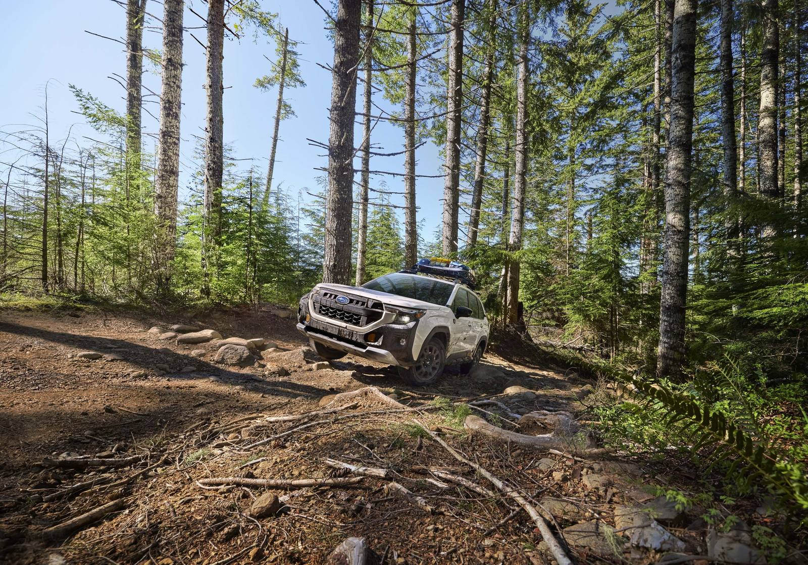 Forester Wilderness (SL)