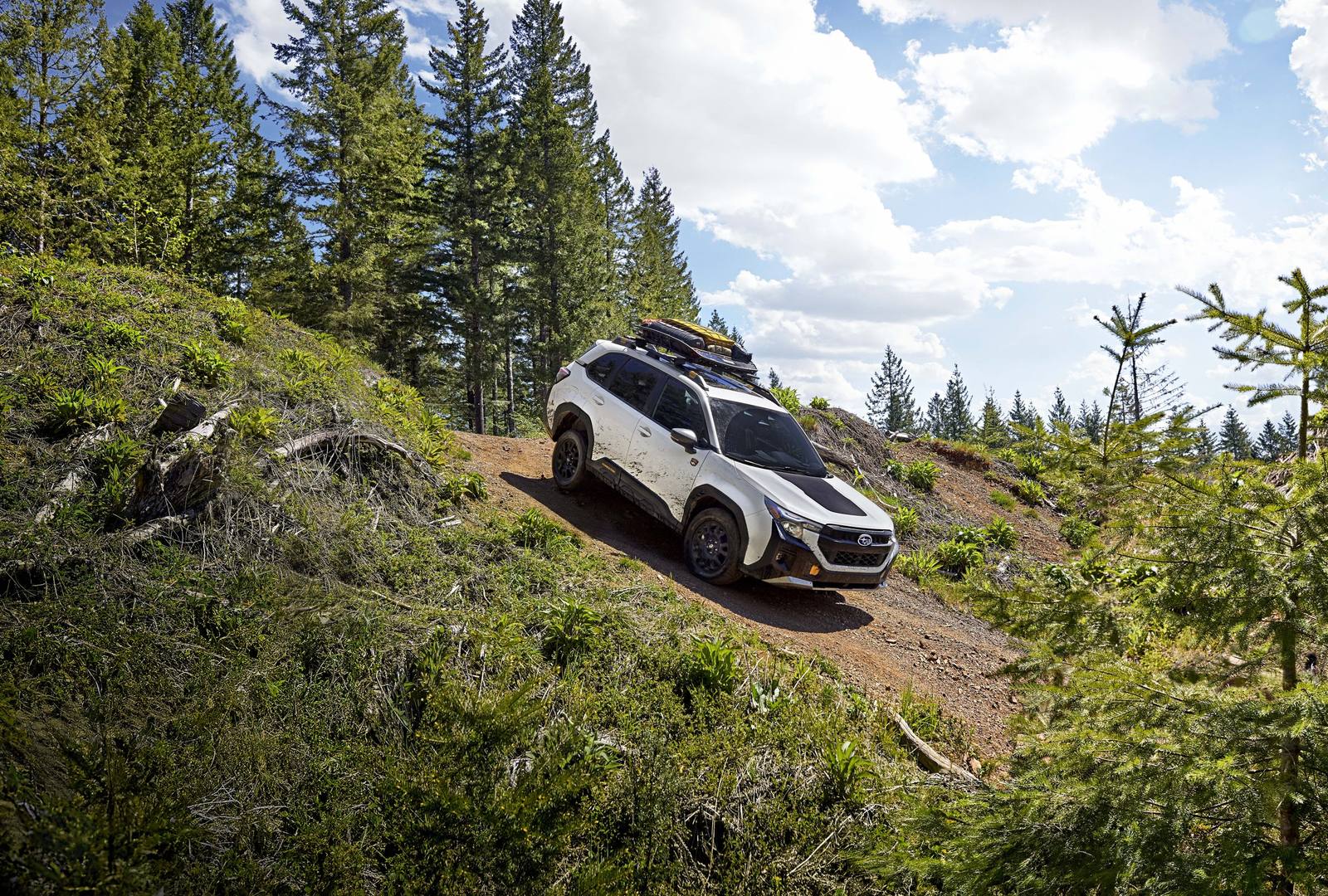 Forester Wilderness (SL)